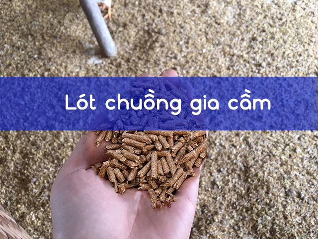 Lót chuồng gia cầm Lót chuồng gia cầm